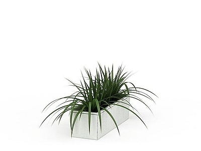 现代户外盆栽植物