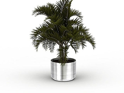 现代大型室外盆栽