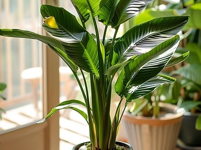 盆栽 现代绿植盆栽