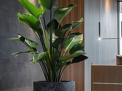 盆栽 现代绿植盆栽