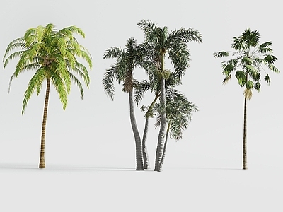 景观树 现代树木 景观树 椰子树 棕榈树