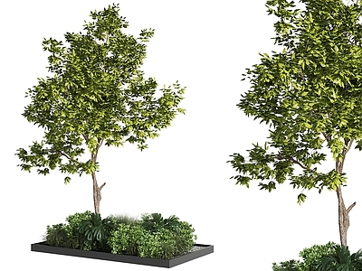 树池 景观树 景观树池 行道树 城市树木 庭院树木
