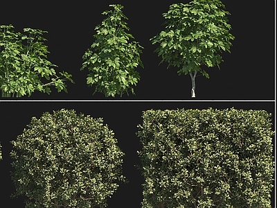 植物堆 灌木 澳洲鸭脚木 海桐 黄杨