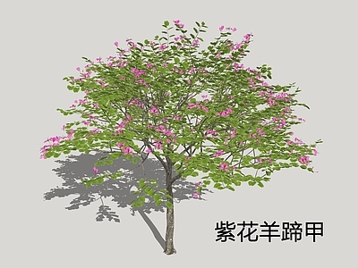 乔木 羊蹄甲 紫花羊蹄甲 行道树