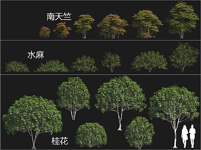 植物堆 南天竺 水麻