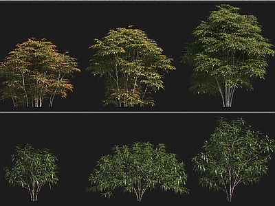植物堆 南天竺 水麻