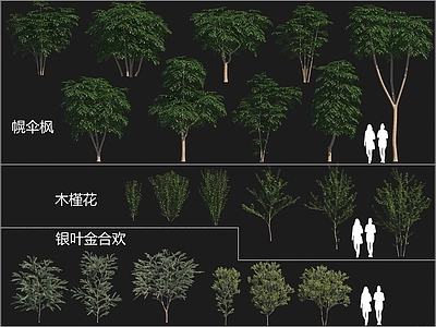 景观树 银叶金合欢 幌伞枫