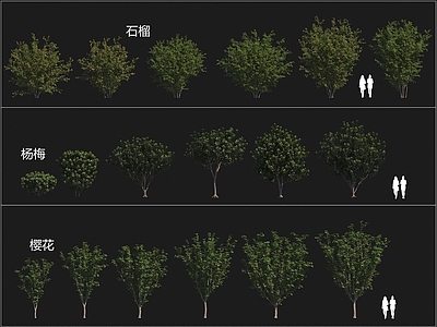 景观树 石榴树 杨梅树