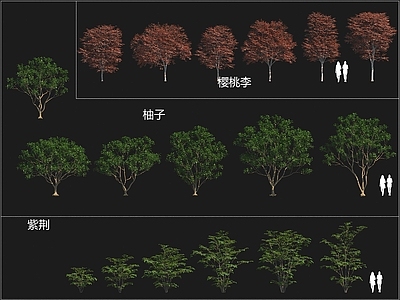 景观树 樱桃李 柚子树
