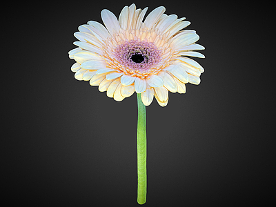 花 扫描菊花 菊花 花 卡通花