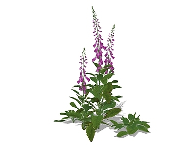 花草 毛地黄