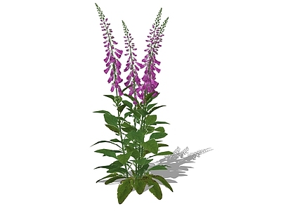 花草 毛地黄