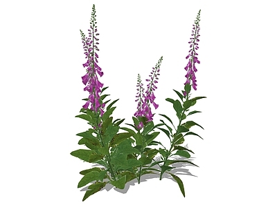 花草 毛地黄