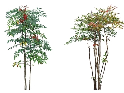 竹子 南天竹