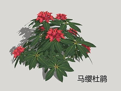 灌木 杜鹃 马缨花 马缨杜鹃