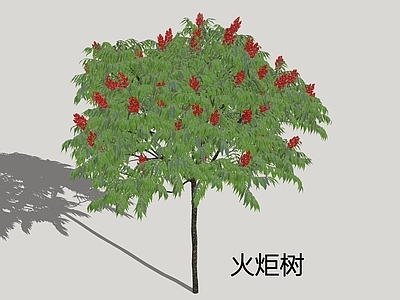 乔木 火炬树 鹿角漆 火炬漆 加拿大盐肤木