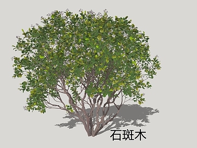 灌木 石斑木 车轮梅 春花木