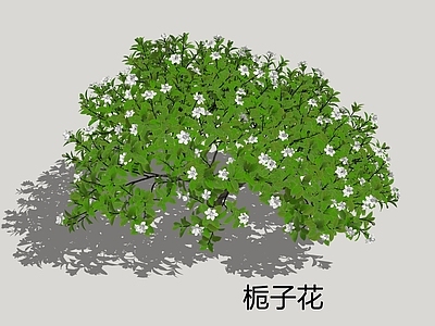 灌木 栀子花 栀子