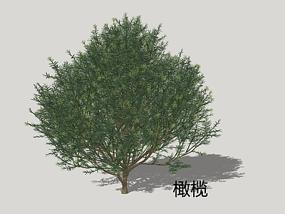 灌木 橄榄