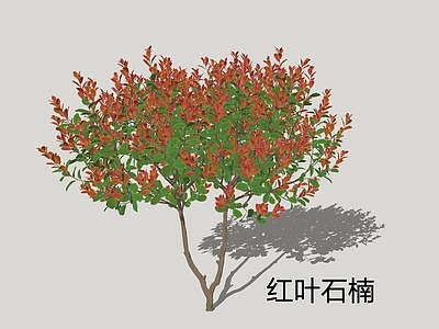 灌木 红叶石楠