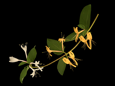花 金银花 花枝 树枝 树叶
