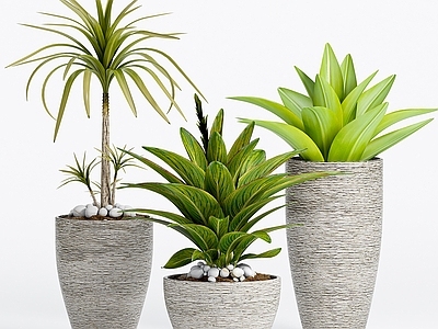 盆栽 室内绿植 绿植盆栽 植物花草