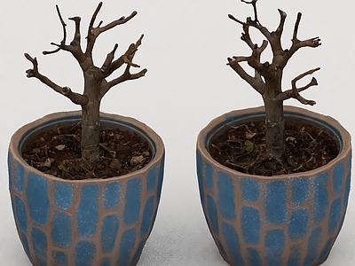 其他绿植 植物