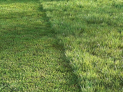 草