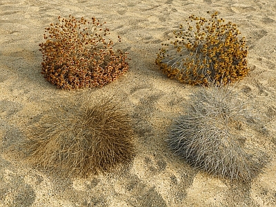 现代侘寂沙漠植物 现代沙漠植物 枯萎植物 沙漠沙地 枯枝干枝 沙漠沙地材质
