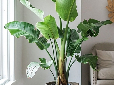 盆栽 侘寂风绿植盆栽