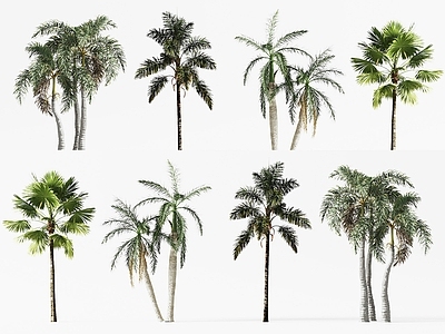 景观树 现代树木 热带棕榈树 景观树木 椰子树