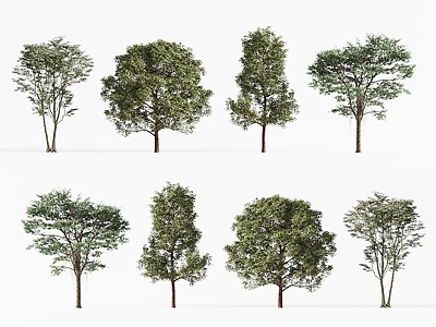 景观树 景观树 现代行道树 乔木 城市树木