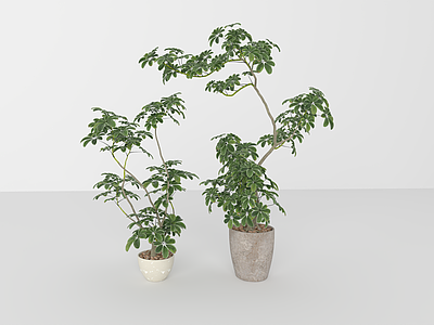 盆栽 现代植物盆栽