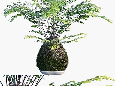 盆栽