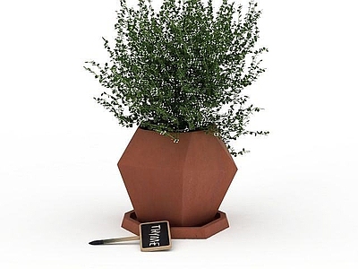 现代绿植盆栽