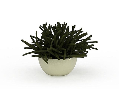 现代花草盆栽