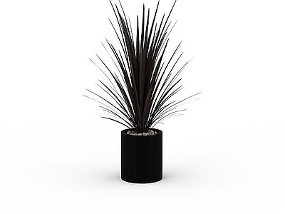现代植物盆栽