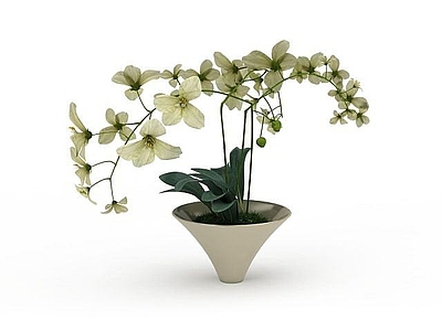 现代鲜花盆栽