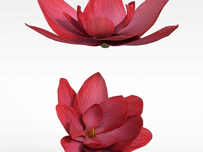 现代荷花