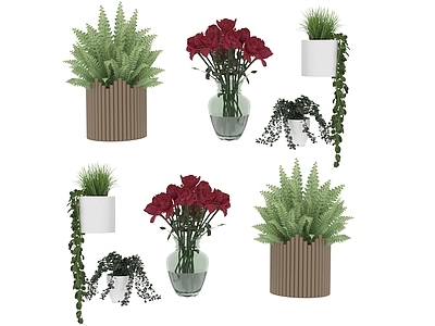 盆栽 绿色植物 盆栽