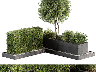 景观树 灌木 景观树 庭院绿植