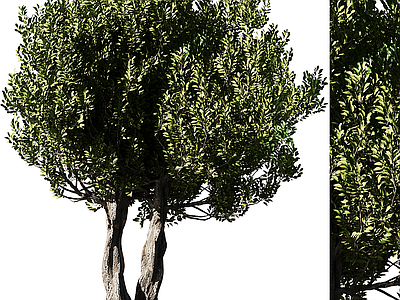 景观树 橄榄树
