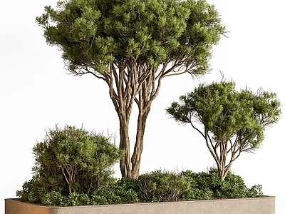 景观树 景观树 庭院绿植