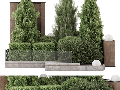 景观树 庭院绿植 景观树