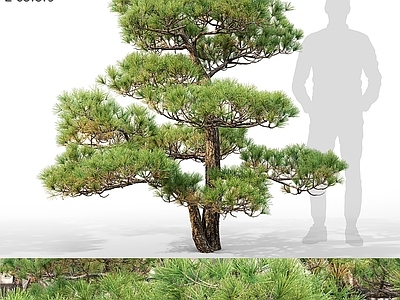 其他树木