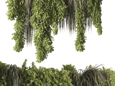 藤蔓 悬挂绿植 藤蔓 植物墙