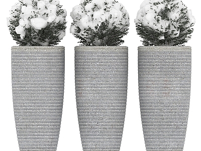 其他绿植