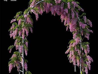其他绿植
