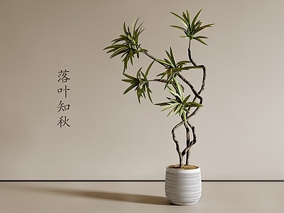 盆栽 现代盆栽 绿植盆栽 客厅盆栽 阳台盆栽 花盆