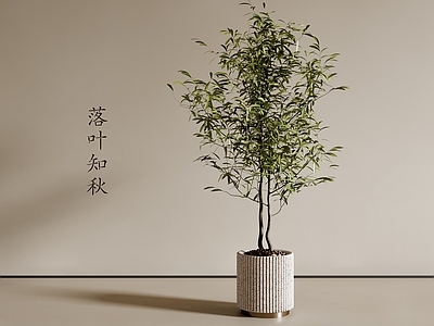 盆栽 现代盆栽 绿植盆栽 客厅盆栽 阳台盆栽 花盆